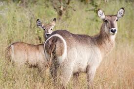 Waterbuck