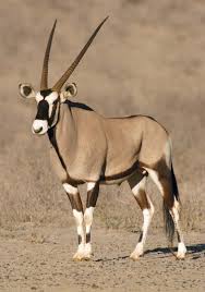 Gemsbok