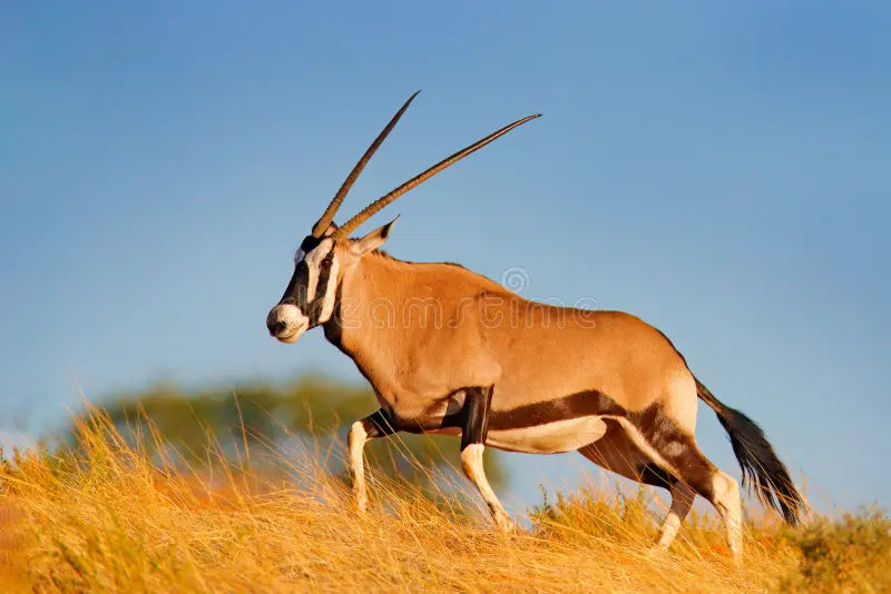 Gemsbok