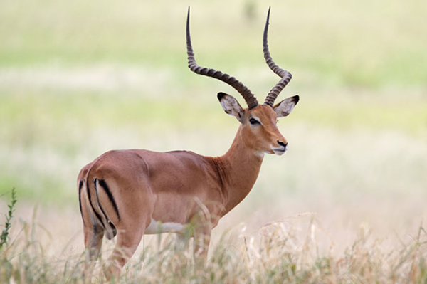 Impala / Rooibok