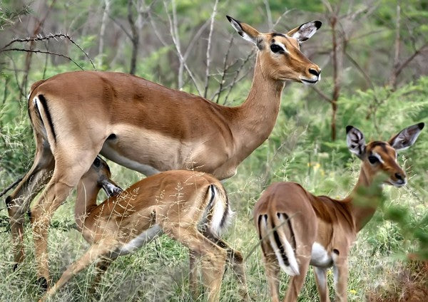 Impala / Rooibok