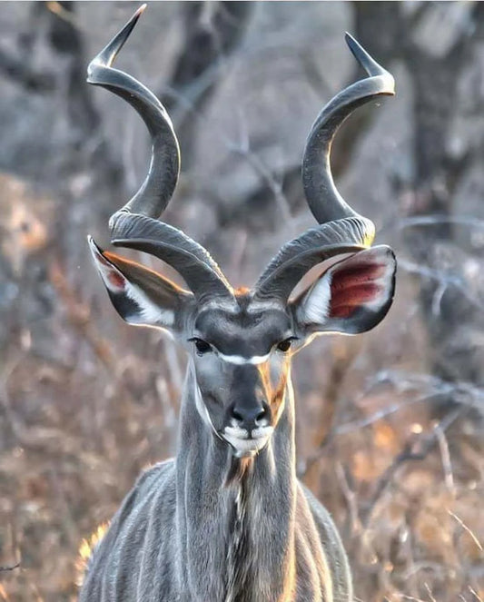 Kudu