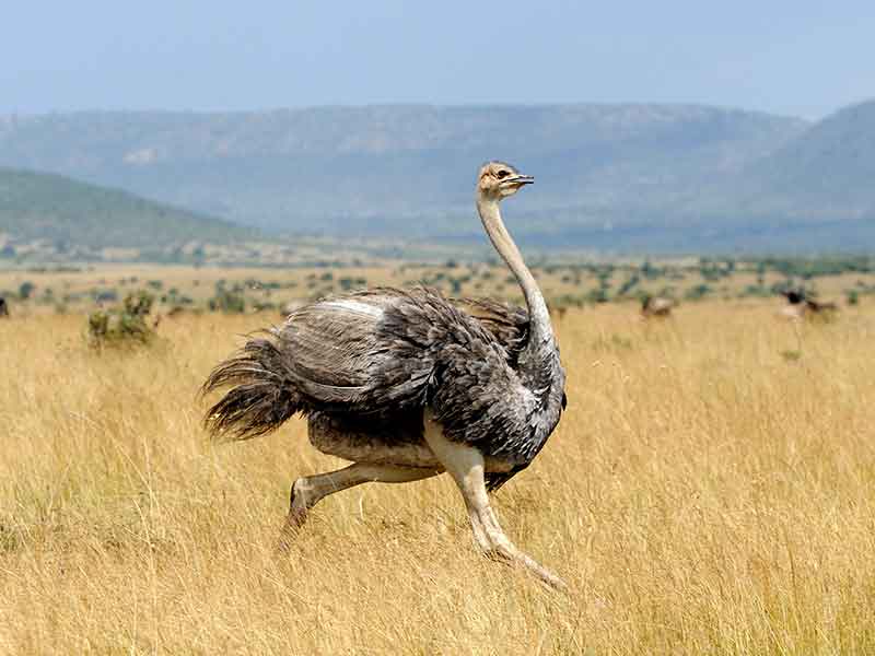 Ostrich