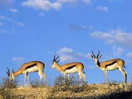 Springbok