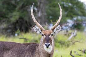 Waterbuck