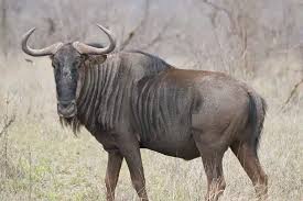 Wildebeest